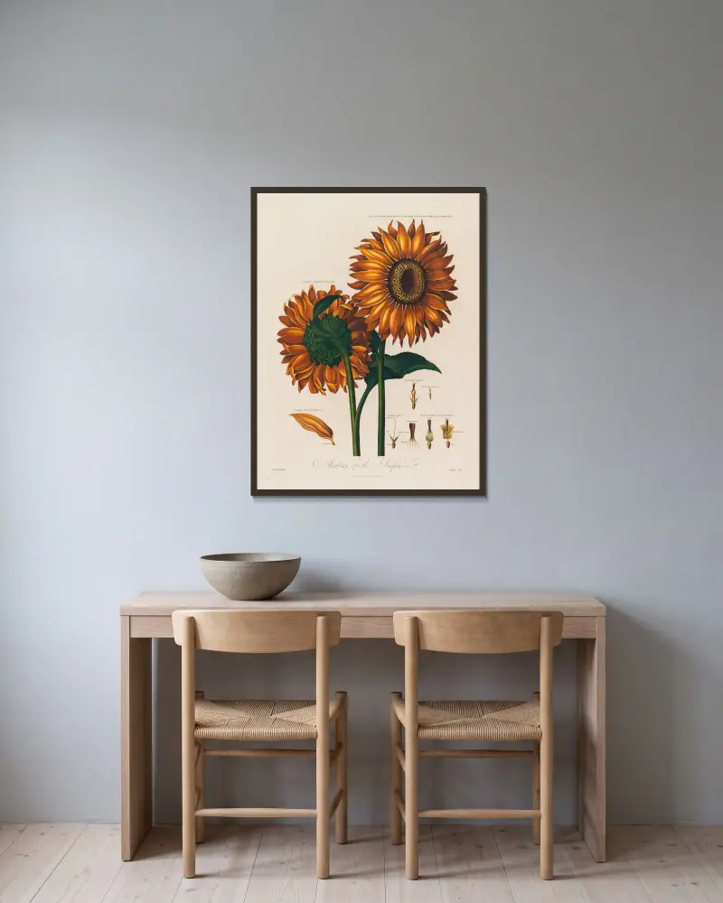 Anatomie der Sonnenblume von Robert John Thornton gerahmt an einer Wand