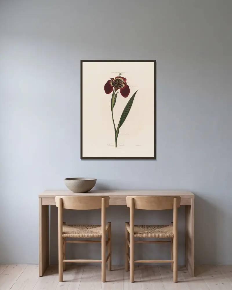 Ferraria Tigrida von Robert John Thornton gerahmt an einer Wand