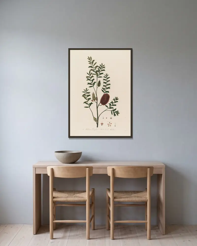 Melaleuca ericifolia, eller ljungbladig melaleuca av Robert John Thornton inramad på en vägg