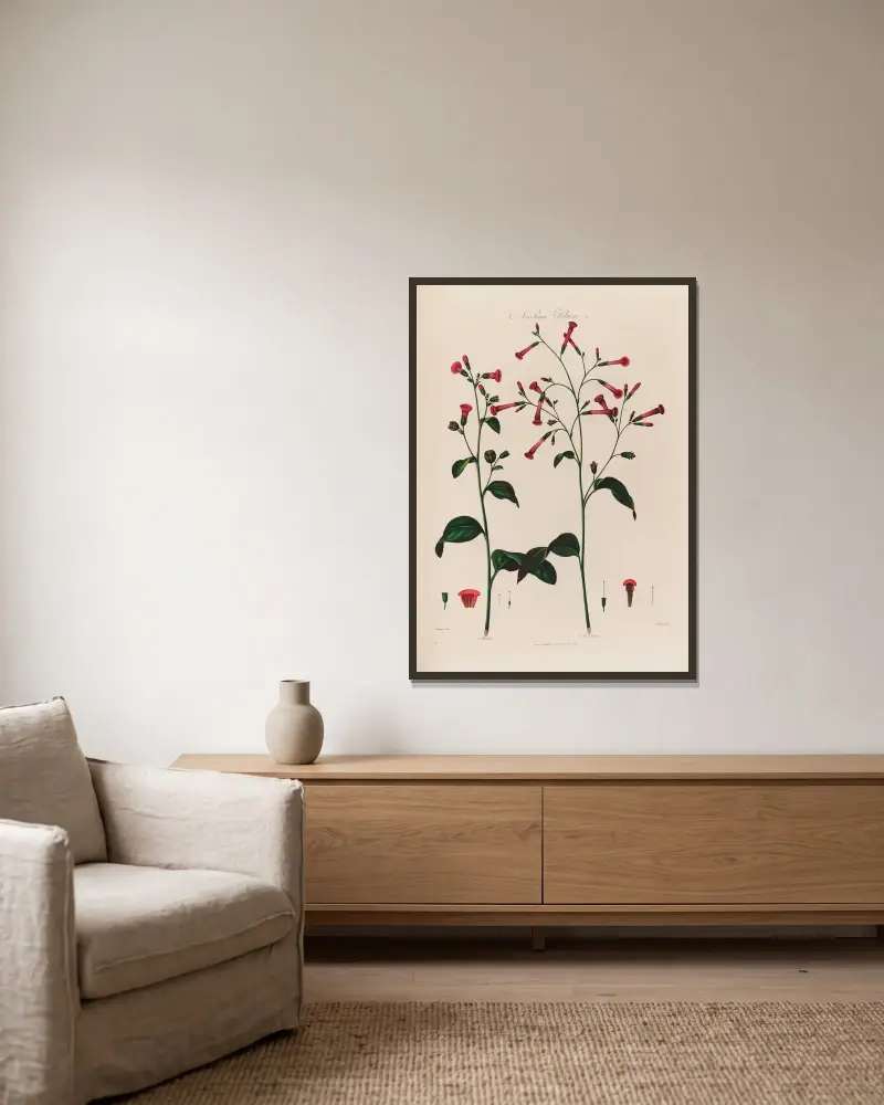 Nicotiana, Tabak von Robert John Thornton gerahmt an einer Wand