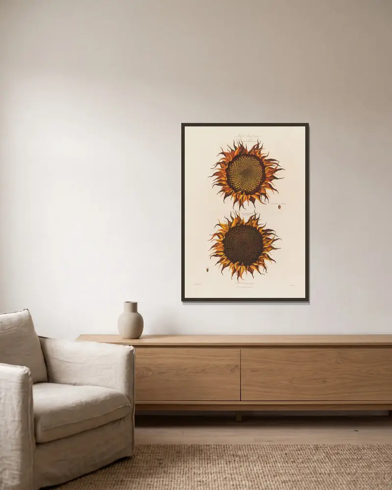 Reife Sonnenblume von Robert John Thornton gerahmt an einer Wand