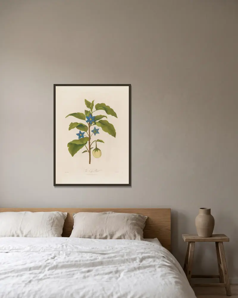 Die Aubergine von Robert John Thornton gerahmt an einer Wand