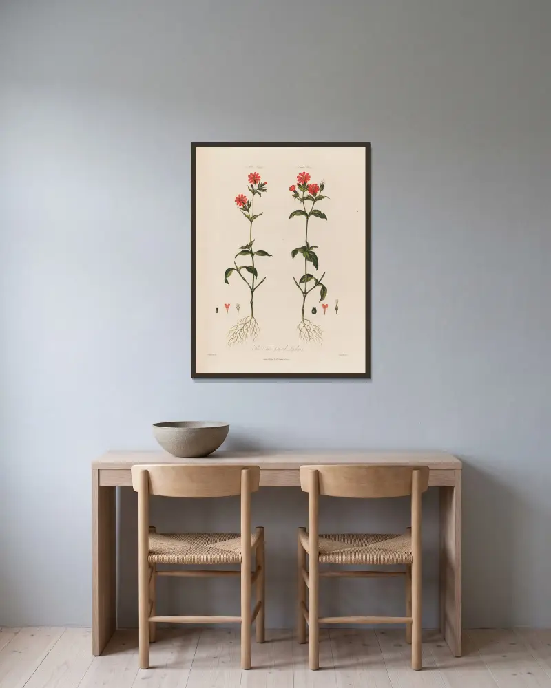 The Two-housed Lychnis av Robert John Thornton inramad på en vägg