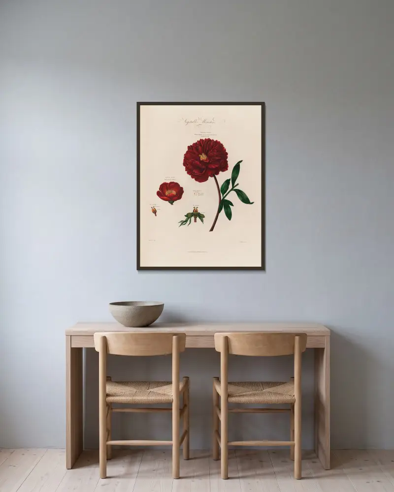 Vegetabilische Monster [Pfingstrosen] von Robert John Thornton gerahmt an einer Wand