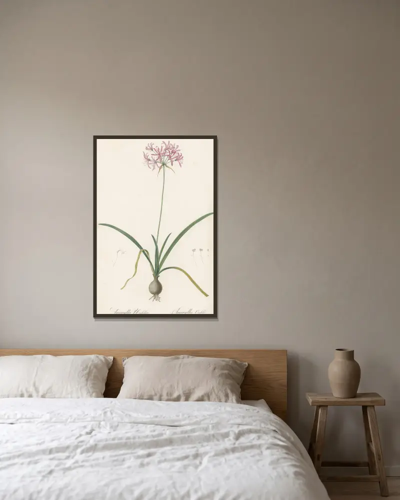 Amaryllis undulata av Pierre Joseph Redouté inramad på en vägg