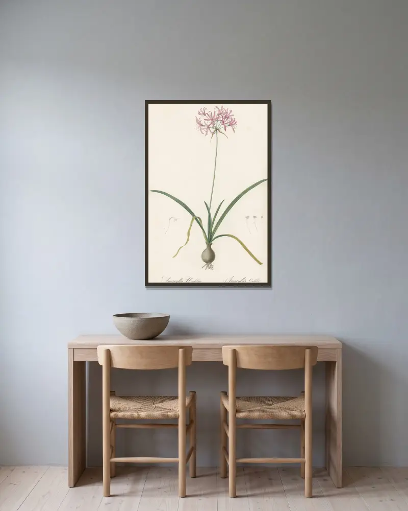 Amaryllis undulata av Pierre Joseph Redouté inramad på en vägg
