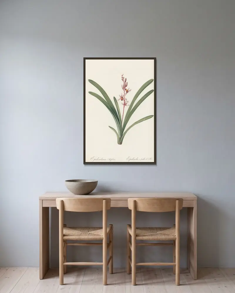 Epidendrum aloifolium av Pierre Joseph Redouté inramad på en vägg