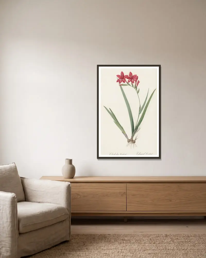Gladiolus cardinalis av Pierre Joseph Redouté inramad på en vägg