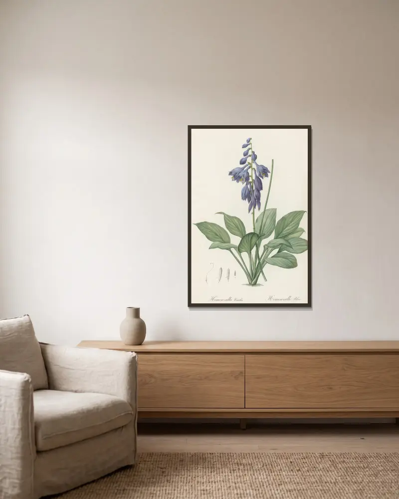 Hemerocallis Caerulea av Pierre Joseph Redouté inramad på en vägg