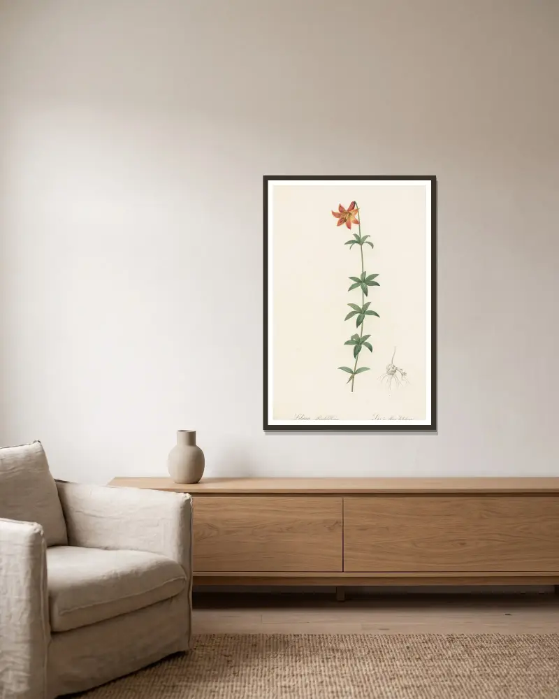 Lilium penduliflorum av Pierre Joseph Redouté inramad på en vägg