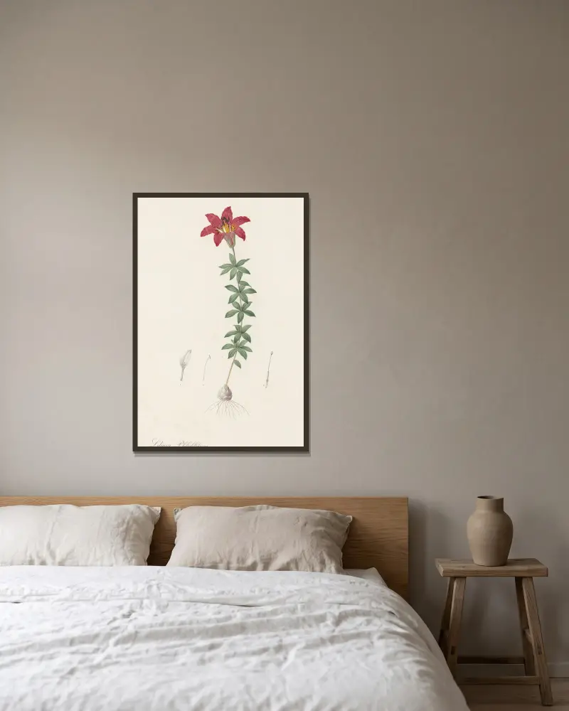 Lilium philadelphicum av Pierre Joseph Redouté inramad på en vägg