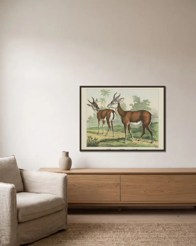 Antelope. av Joseph Scholz inramad på en vägg