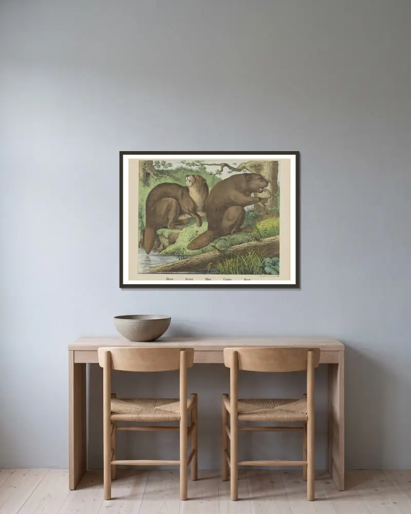 Beaver av Joseph Scholz inramad på en vägg