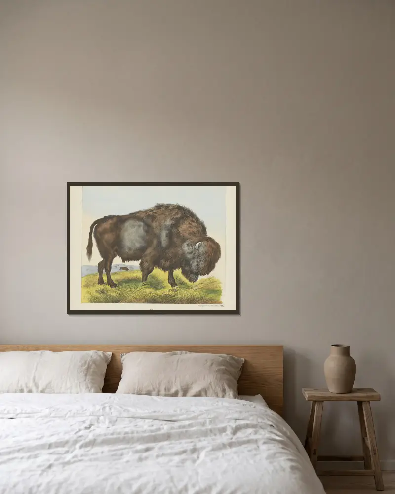 Bison av Joseph Scholz inramad på en vägg