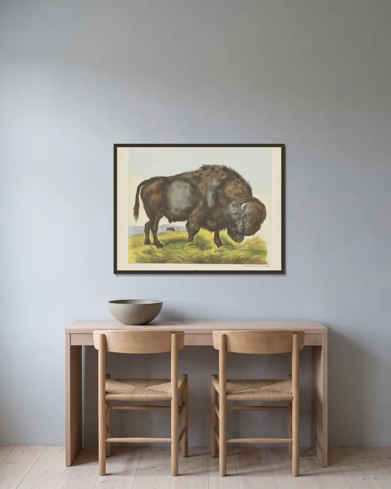 Bison av Joseph Scholz inramad på en vägg