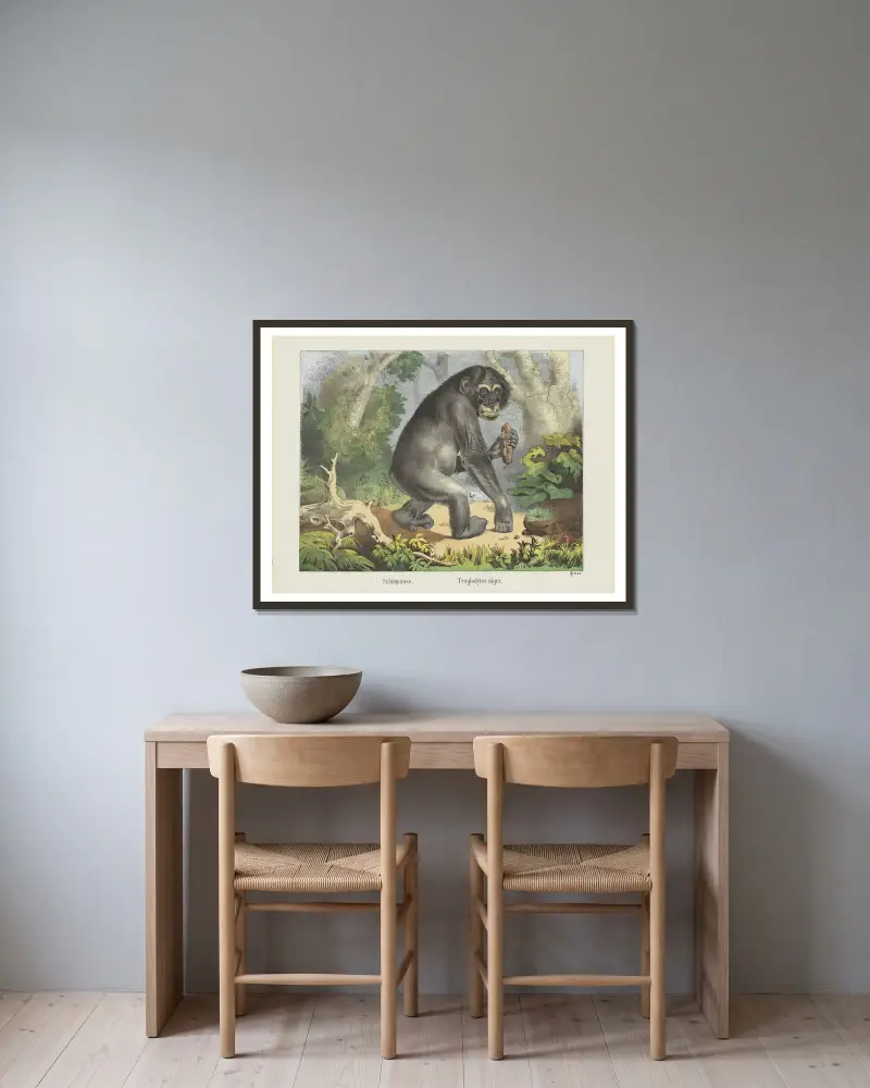 Chimpanzee av Joseph Scholz inramad på en vägg