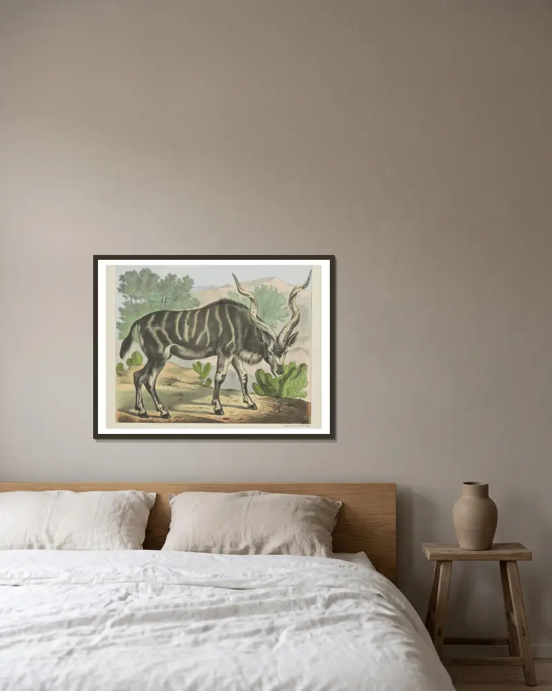 Kudu, Joseph Scholz w ramie na ścianie
