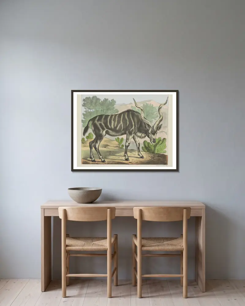 Kudu, Joseph Scholz w ramie na ścianie