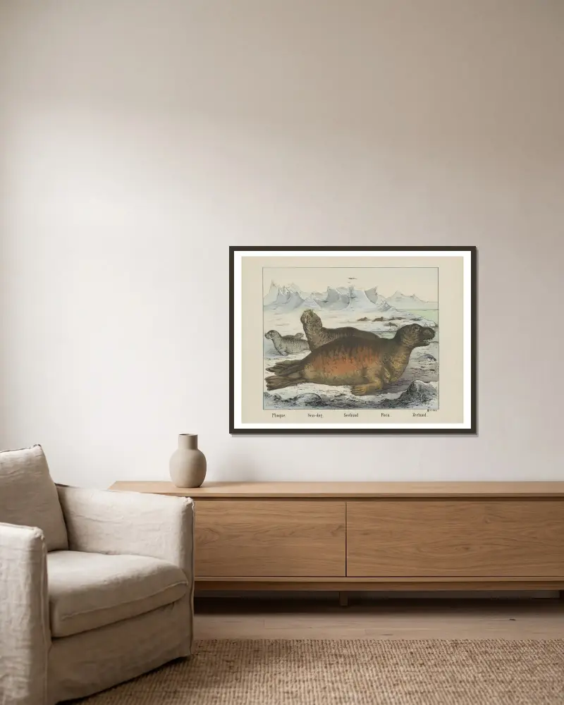 Seehund von Joseph Scholz gerahmt an einer Wand