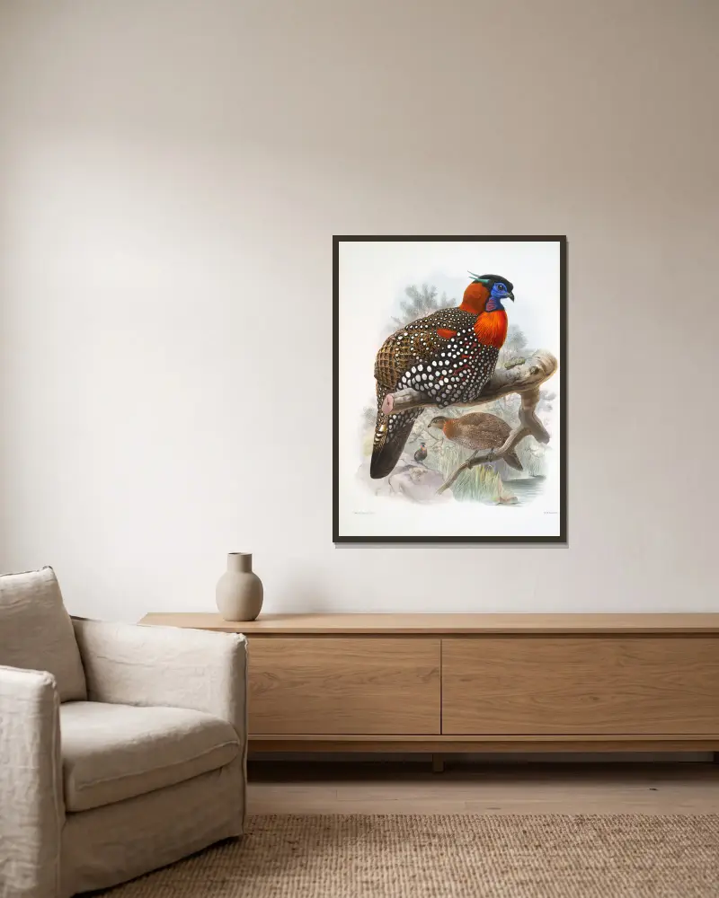 Ceriornis melanocephala. av Joseph Smit inramad på en vägg