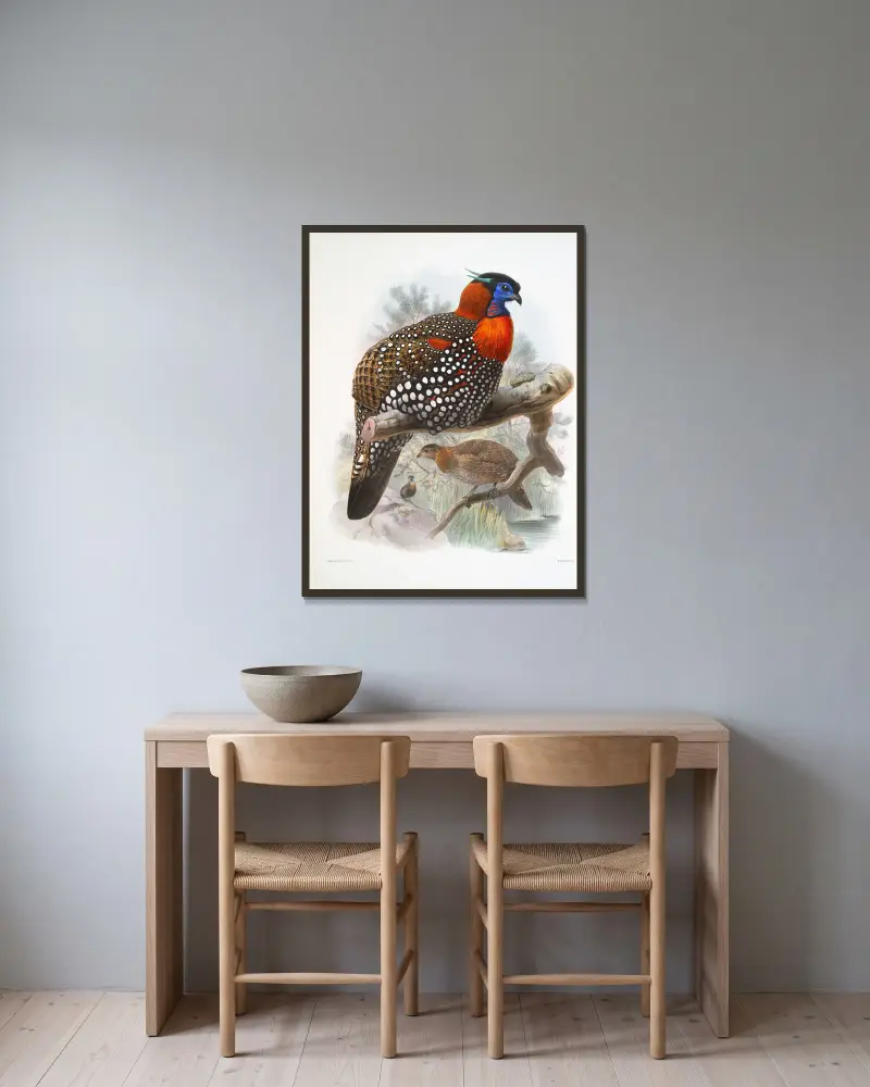 Ceriornis melanocephala. av Joseph Smit inramad på en vägg