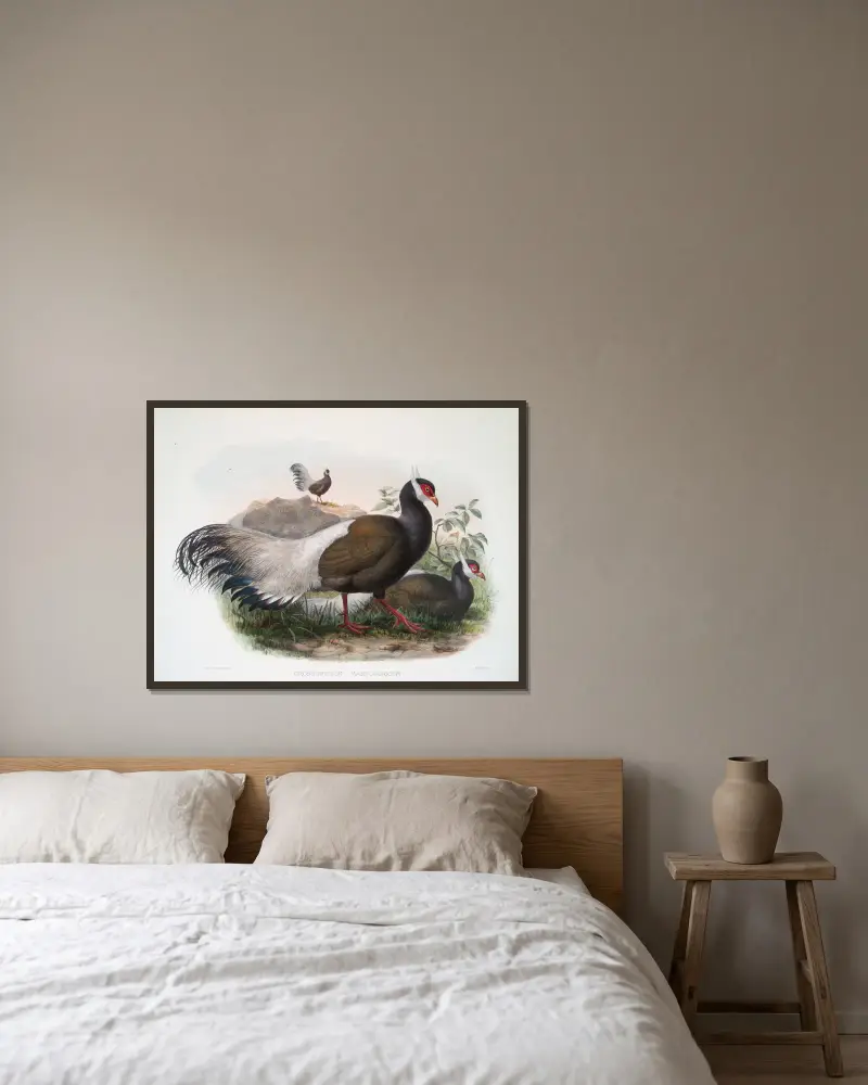 Crossoptilon mantchuricum, Joseph Smit w ramie na ścianie