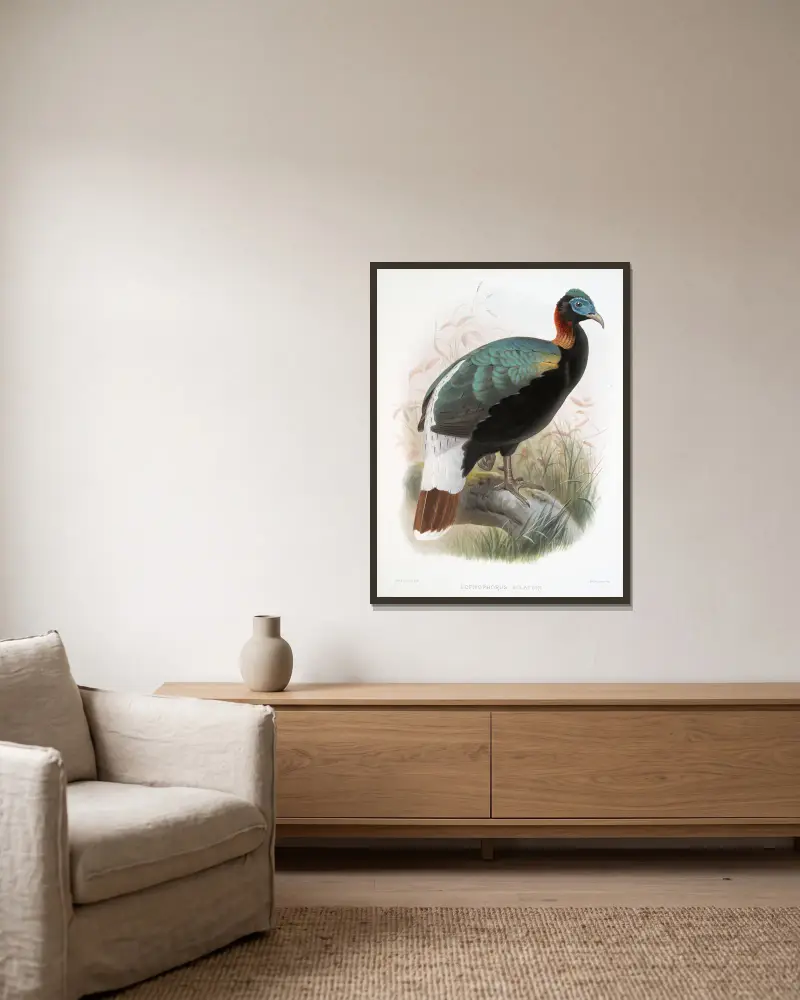 Lophophorus Sclateri. av Joseph Smit inramad på en vägg