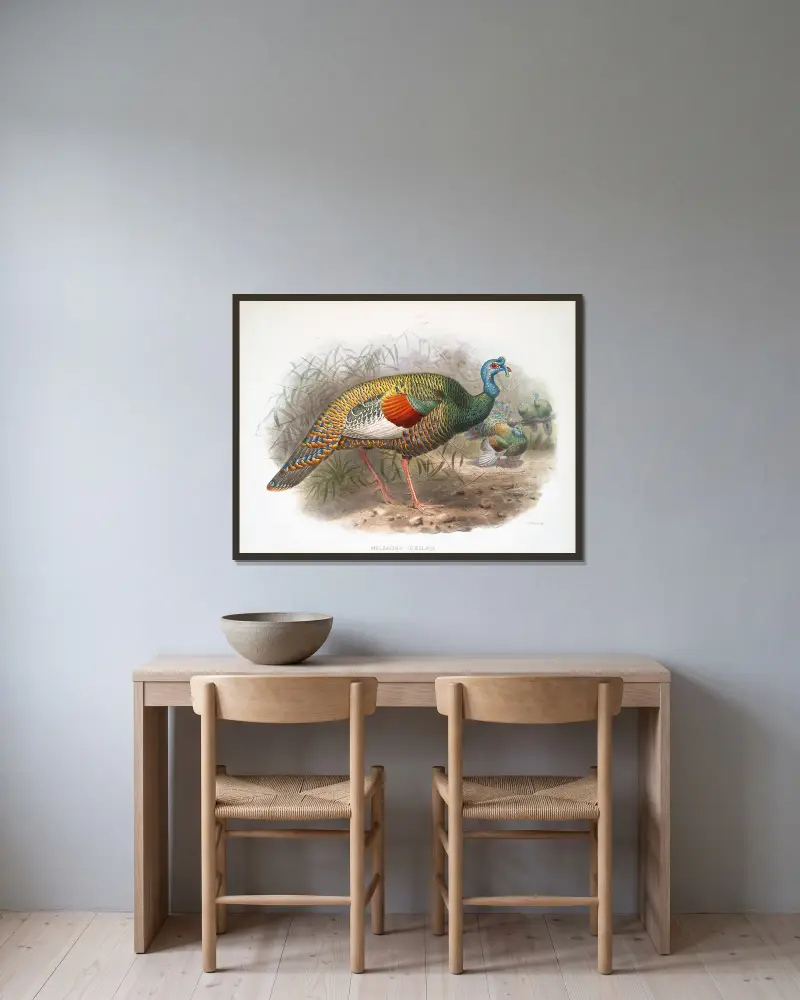Meleagris ocellata von Joseph Smit gerahmt an einer Wand