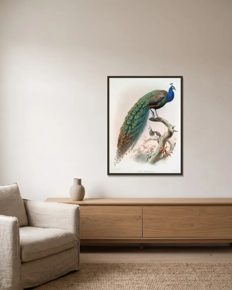 Pavo cristatus. von Joseph Smit gerahmt an einer Wand