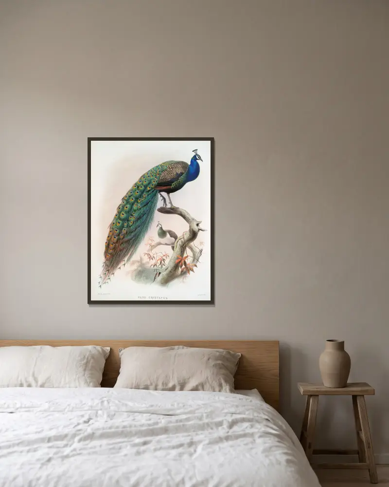 Pavo cristatus. von Joseph Smit gerahmt an einer Wand