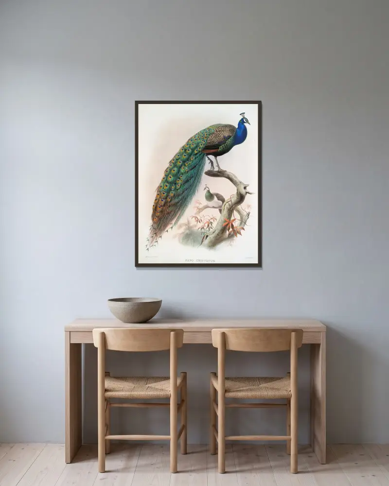 Pavo cristatus. von Joseph Smit gerahmt an einer Wand