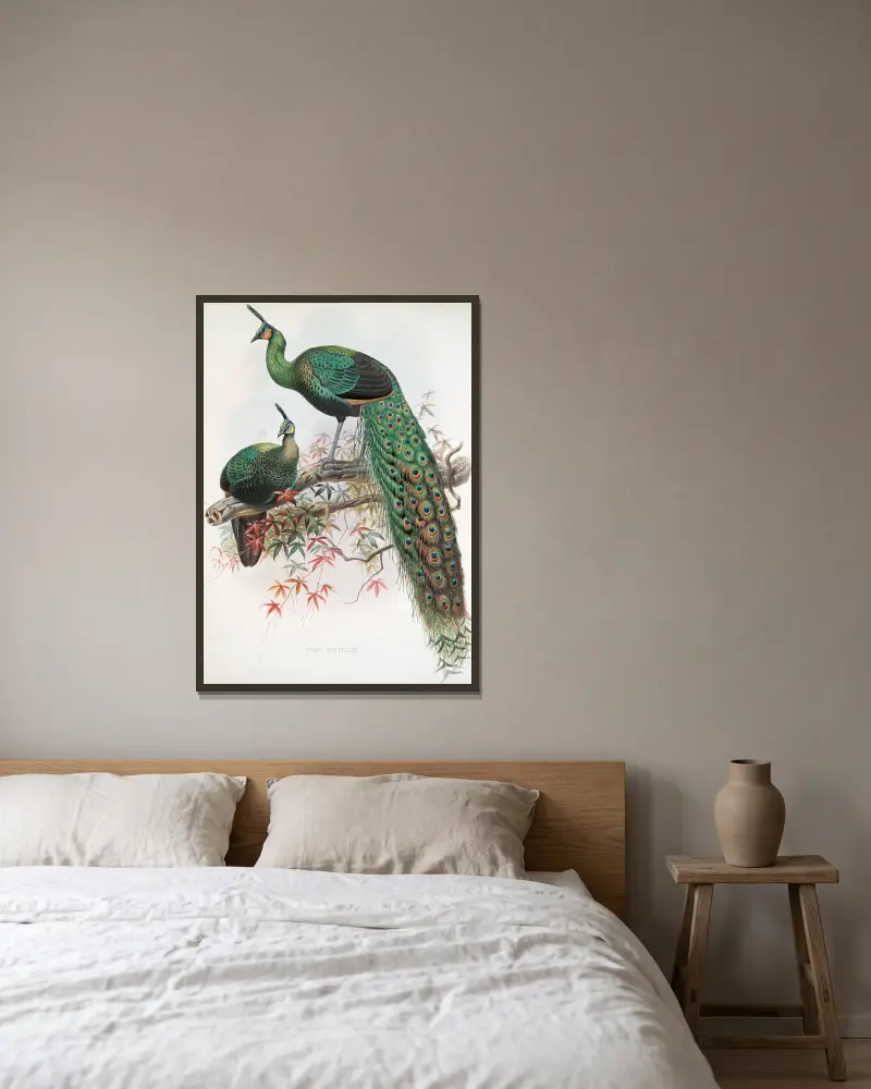 Pavo muticus. av Joseph Smit inramad på en vägg