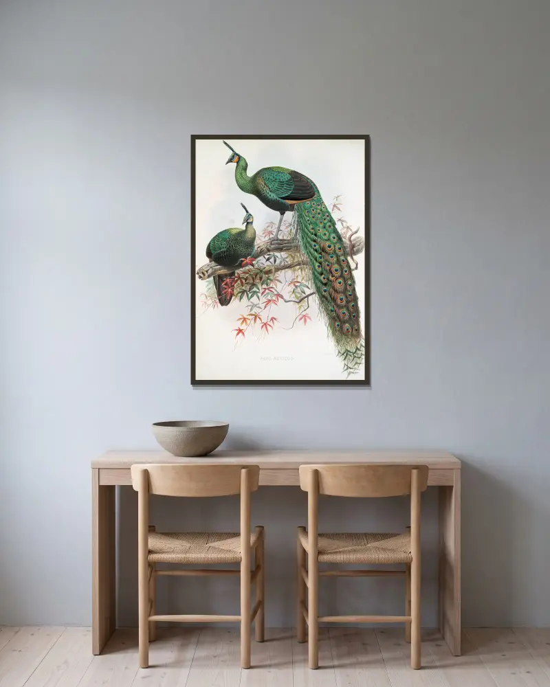 Pavo muticus. av Joseph Smit inramad på en vägg