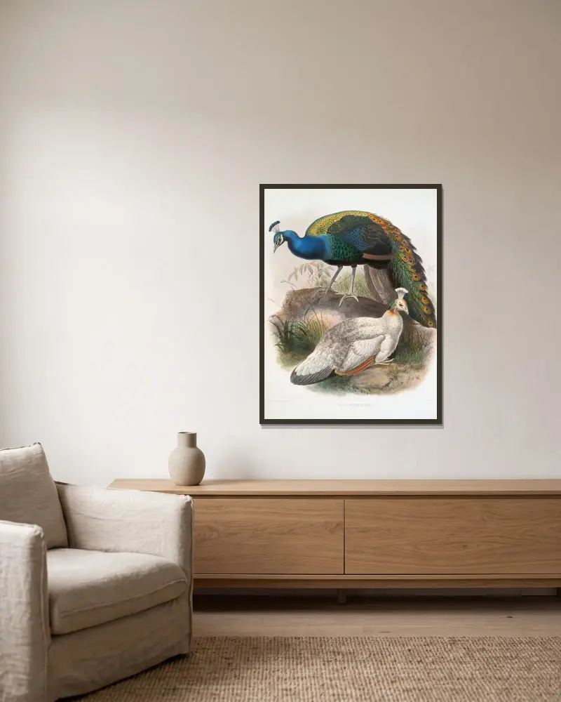 Pavo nigripennis von Joseph Smit gerahmt an einer Wand