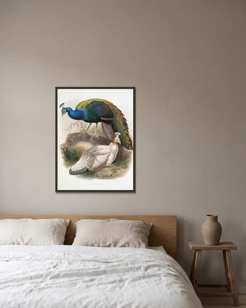Pavo nigripennis von Joseph Smit gerahmt an einer Wand