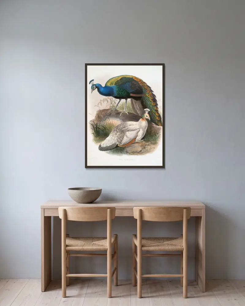 Pavo nigripennis von Joseph Smit gerahmt an einer Wand