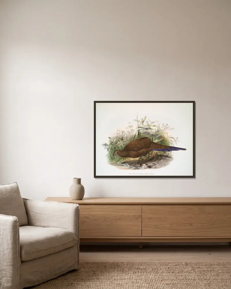 Polyplectron chalcurum von Joseph Smit gerahmt an einer Wand