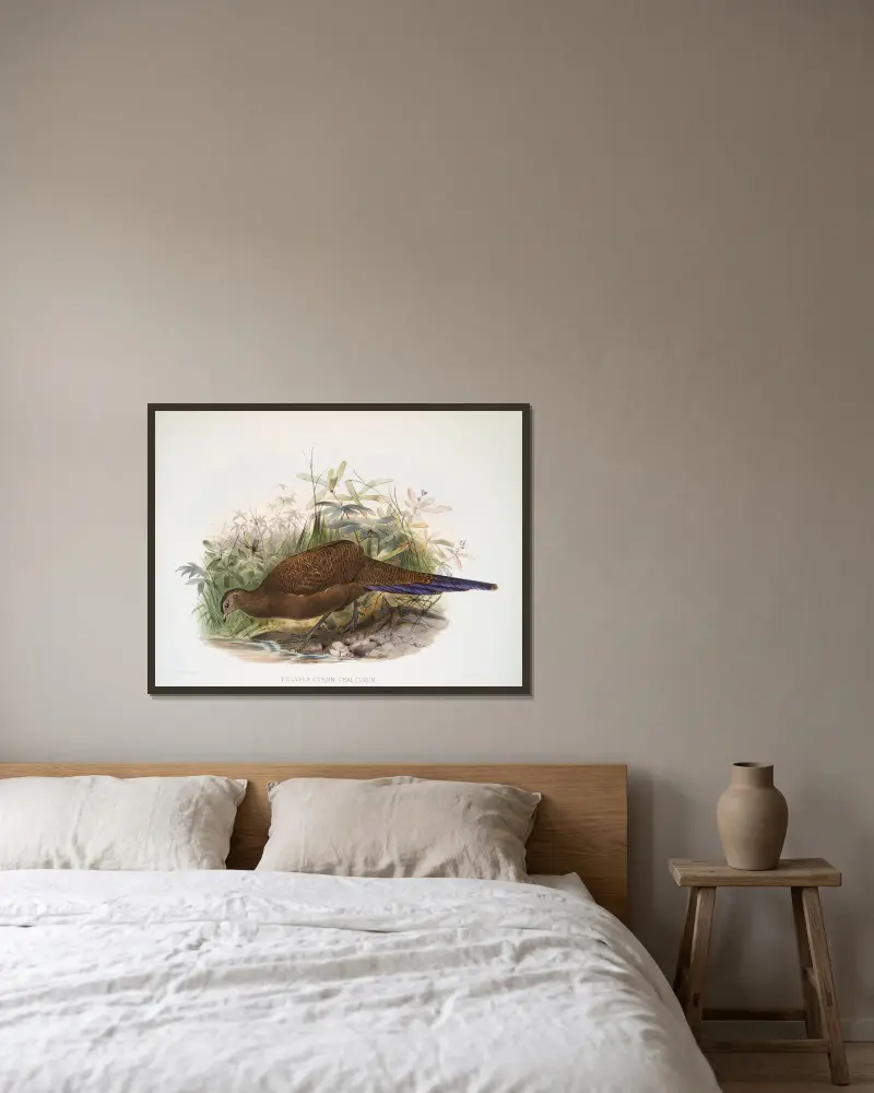 Polyplectron chalcurum von Joseph Smit gerahmt an einer Wand