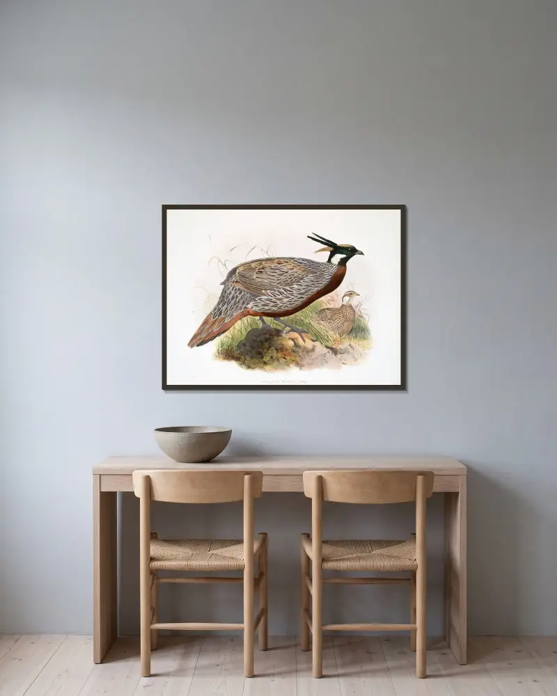 Purcasia macrolopha. av Joseph Smit inramad på en vägg