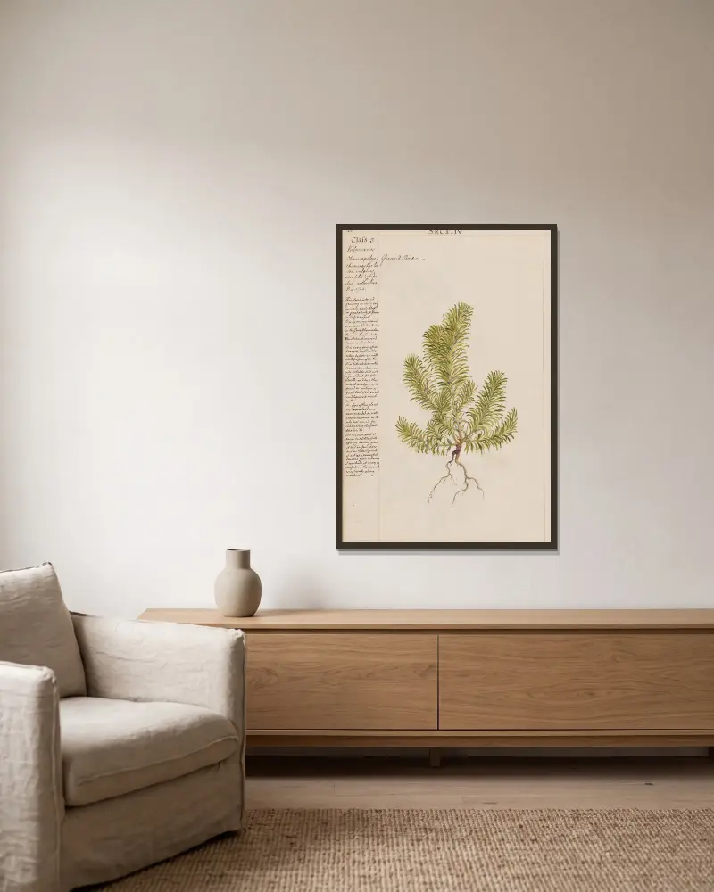 Teufelsklaue von Joshua Webster gerahmt an einer Wand