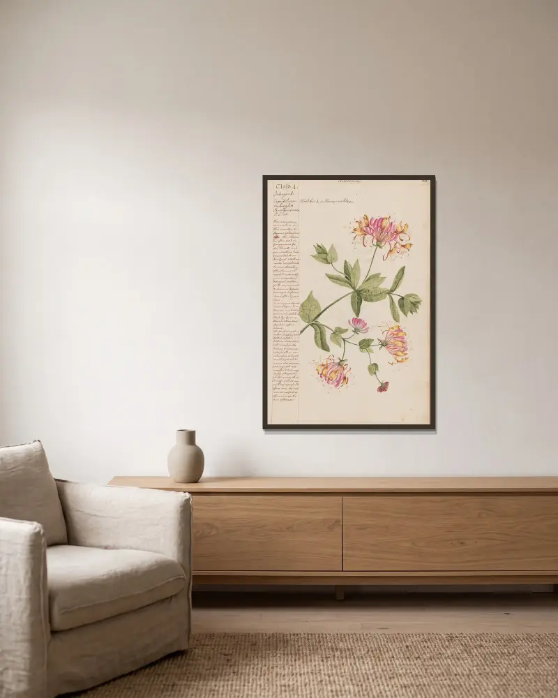 Wood bind oder Honeysuckle von Joshua Webster gerahmt an einer Wand