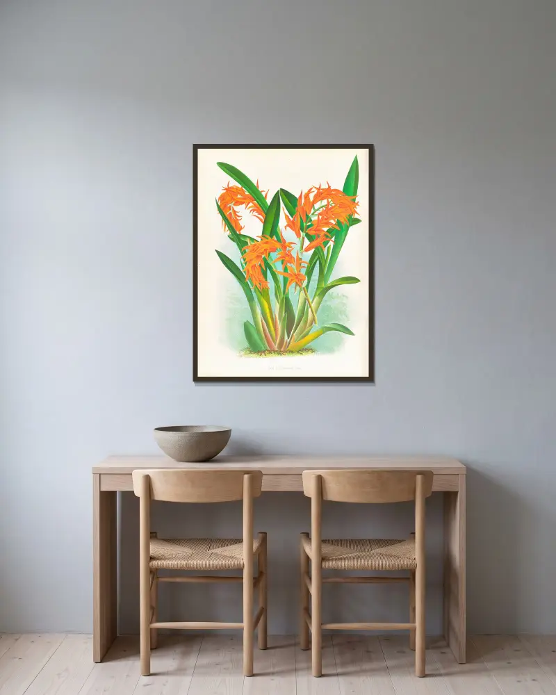 Ada aurantiaca av Jean Jules Linden inramad på en vägg