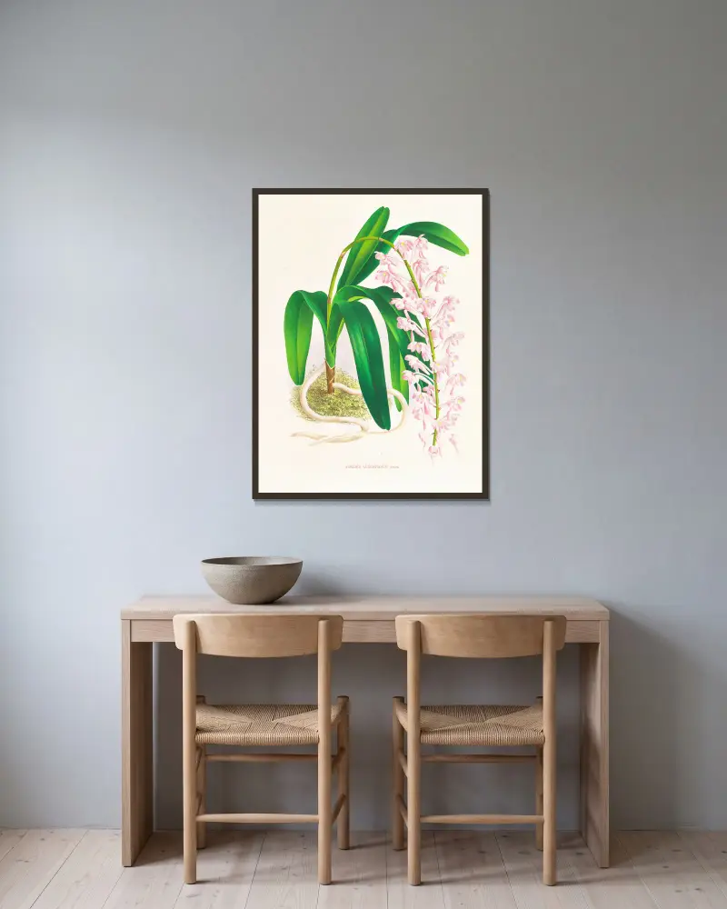 Aerides augustianum, Jean Jules Linden w ramie na ścianie