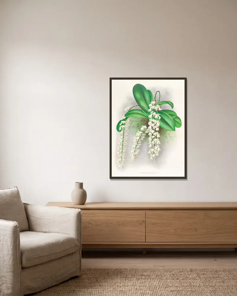 Angraecum citratum, Jean Jules Linden v rámu na stěně
