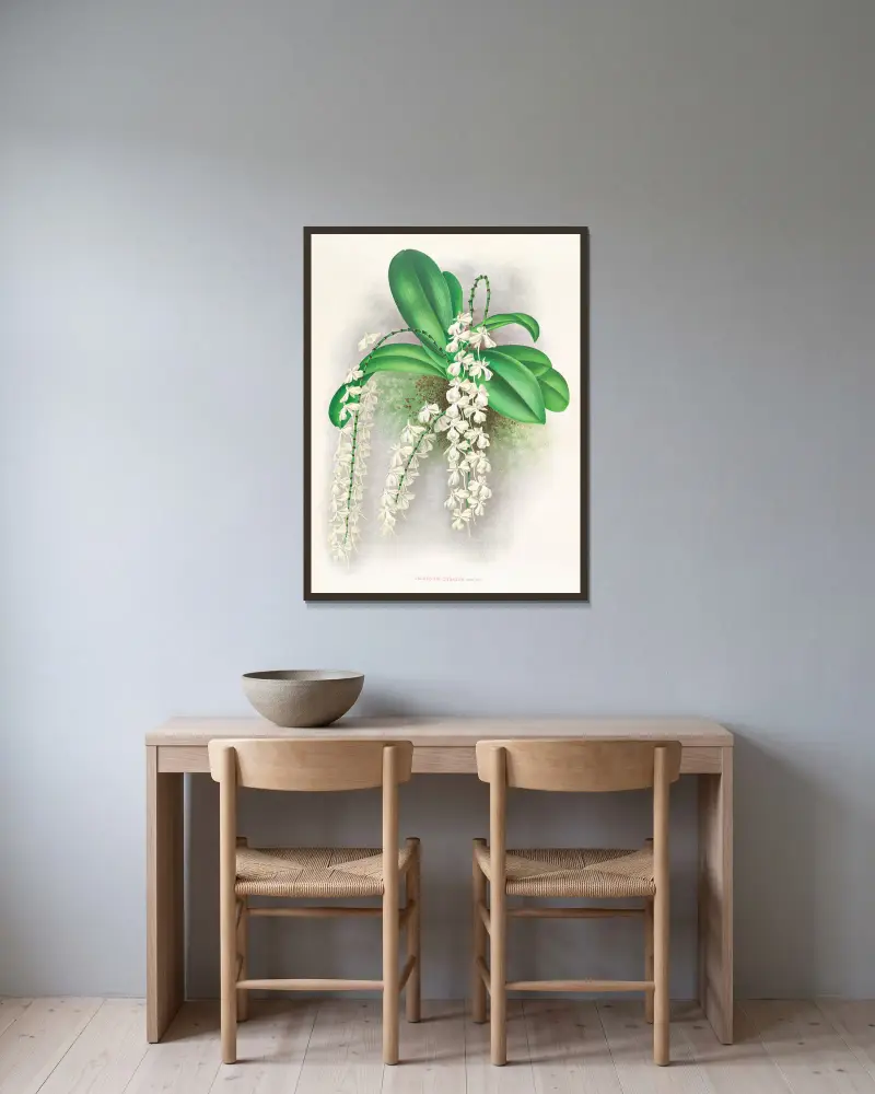 Angraecum citratum, Jean Jules Linden v rámu na stěně