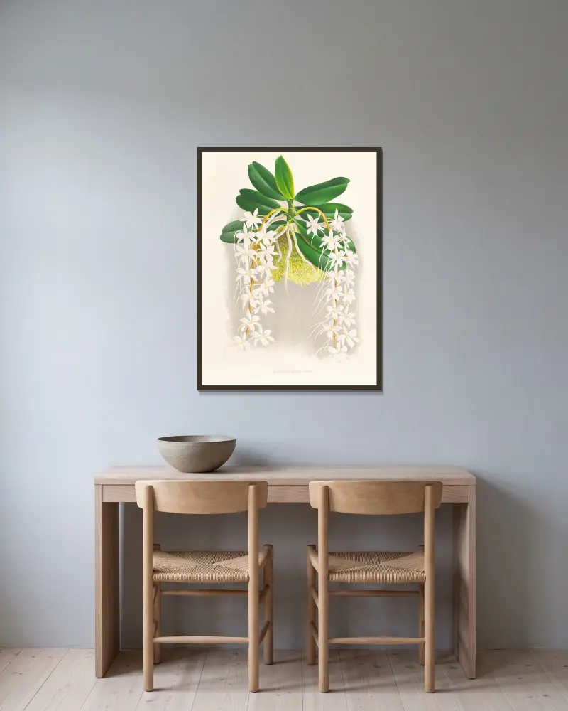 Angraecum ellisi av Jean Jules Linden inramad på en vägg