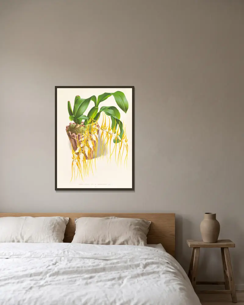Brassia caudata, Jean Jules Linden v rámu na stěně