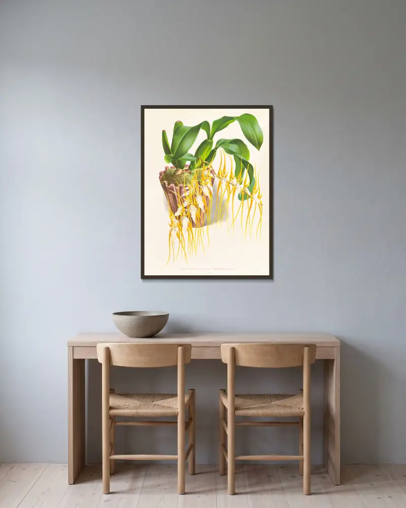 Brassia caudata, Jean Jules Linden v rámu na stěně