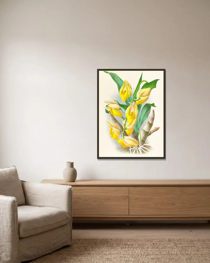 Catasetum macrocarpum, Jean Jules Linden v rámu na stěně