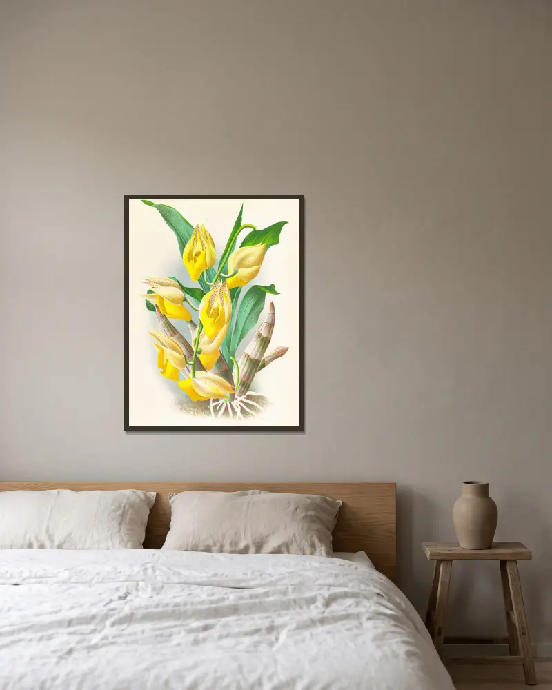 Catasetum macrocarpum, Jean Jules Linden v rámu na stěně